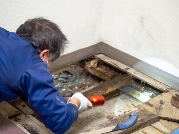 Best Mold Remediation  in Patrick Springs, VA
