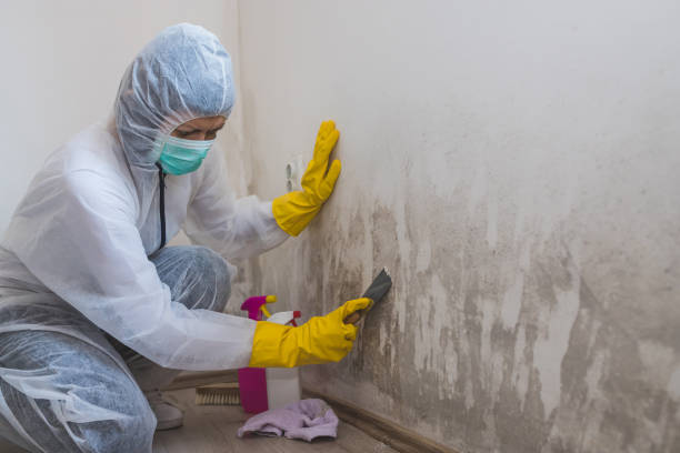 Best Best Mold Removal Companies  in Patrick Springs, VA