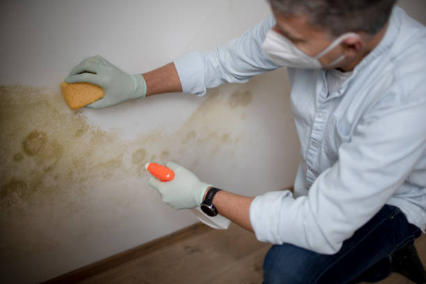 Best Mold Removal Process  in Patrick Springs, VA