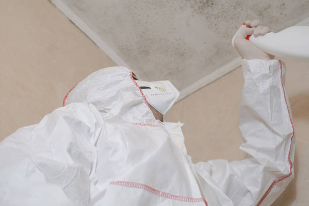 Best Mold Cleaning Services  in Patrick Springs, VA