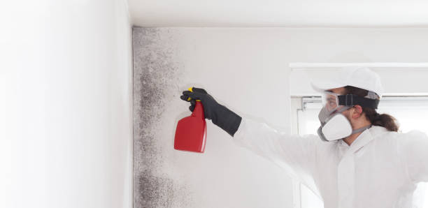 Best Mold Removal Near Me  in Patrick Springs, VA