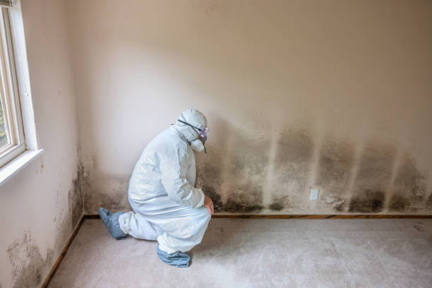 Mold Removal Process in Patrick Springs, VA