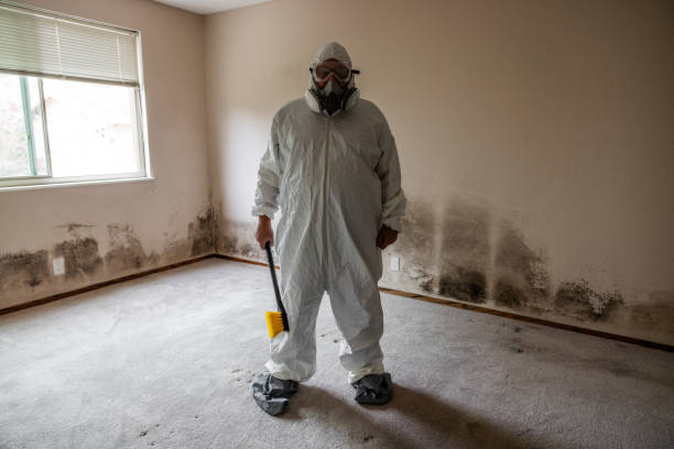 Trusted Patrick Springs, VA Mold Removal Experts