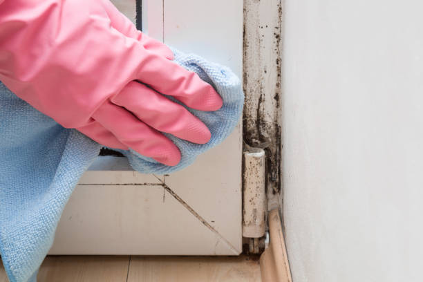 Best Fast Mold Removal  in Patrick Springs, VA