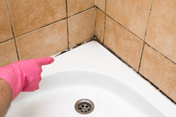 Best Same-Day Mold Removal  in Patrick Springs, VA